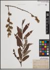 Foto von Salix cinerea L. x Salix viminalis L.